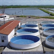 Grow-Out Ponds