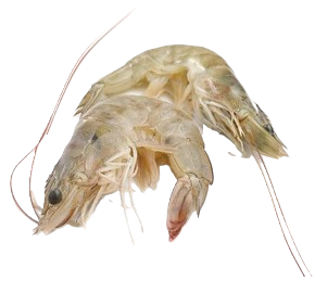 close-banana-prawn-shrimp-double-removebg-preview