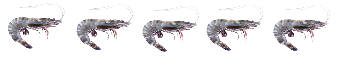 prawns-group-image-removebg-preview