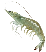 shrimp-farming-pn-removebg-preview