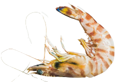 uncooked-tiger-prawns-on-chipped-ice-square-crop-2024-10-16-22-31-05-utc-removebg-preview